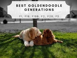 Best Goldendoodle Generations F1 F1b F1bb F2 F2b F3 Goldendoodle F1b Goldendoodle Goldendoodle Puppy