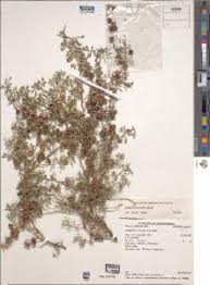 Image result for Indigofera circinella