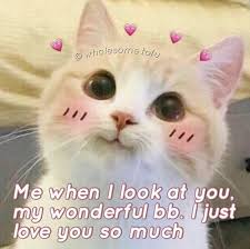 Eu Toda Vez Que Te Vejo Sinto Meu Coracao Quase Pular Pra Fora Um Friozinho Na Barriga E Uns Pensamentos Tipo Meu D Cute Cat Memes Cute Love Memes Cute Memes