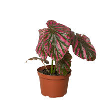 Image result for Begonia subscutata