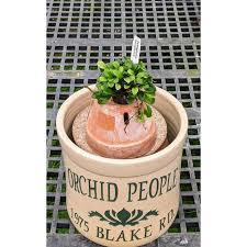 Image result for Thesium microphyllum