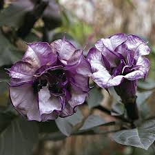 All parts of this plant are poisonous. Angel S Trumpet Seeds Datura Seed Annual Flower Seeds