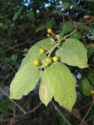 Image result for Grewia monticola