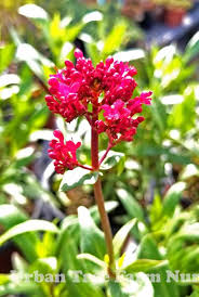 Image result for Centranthus