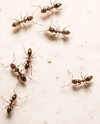 While they are harmless in their natural habitats, they wreak havoc inside human solid prey, which is most often seen being carried by workers, is intended as food for the larvae. 7 Tips For Preventing Ants From Entering Your House Batzner Pest Control