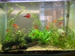 My Planted Aquarium With Tropicana White Sand Planted Aquarium Aquarium Aquascape