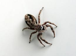 Elegant Jumping Spider Photograph Elegant Jumping Spider Fine Art Print Jumping Spider Spider Spider Art