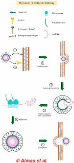 7 total active cases 317,465 tests conducted 193 people recovered. The Covid 19 Endocytic Pathway Responsible For Hepatic Impairme Nt Download Scientific Diagram