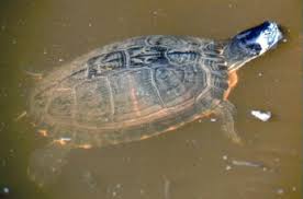 Oct 31, 2020 · as pets yellow bellied sliders can live anywhere from 30 years to 50 years. Yellow Bellied Slider Trachemys Scripta Scripta Species Profile