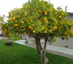 Image result for Citrus × limon