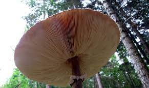 We did not find results for: Recettes De Coulemelles Des Idees De Recettes Faciles Et Originales