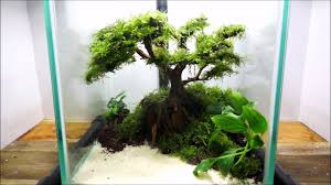 Aquariums Setting Aquarium Bonsai Tree Bonsai Tree Aquarium Planted Aquarium