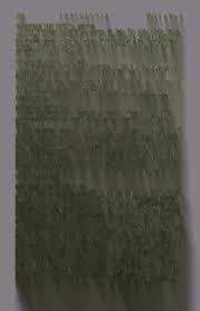 Image result for Eriocaulon teusczii