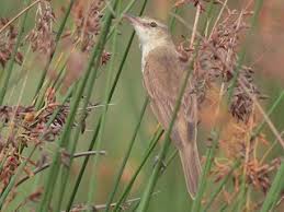 Image result for Rutidea orientalis