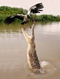 Birds Of A Feather Odyssey Quest Escape Saltwater Crocodile Animals Wild Nature Animals