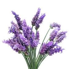 خواص و فواید داروی گیاهی اسطوخودوس