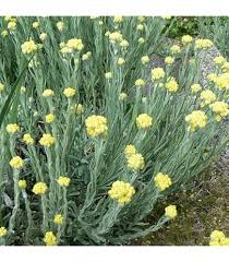 Image result for Helichrysum kirkii
