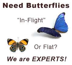 Diamond plate steel $100 (columbus, nc ) hide this posting restore restore this posting. Buy Butterflies Insects Moths Beetles Butterfly Gifts Supplies