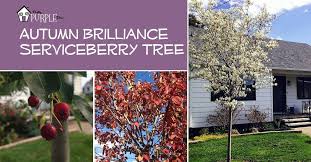 Naturehills.com has been visited by 10k+ users in the past month Autumn Brilliance Serviceberry A Tree For All Seasons Pretty Purple Door