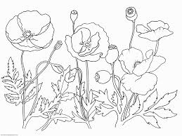Free coloring book for kids pdf. Coloring Pages Poppy Flower Coloring Home