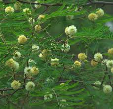 Image result for Acacia fleckii