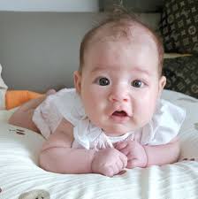 Mother Wolf spider carrying her babies. Pic by Kevin Wiener.