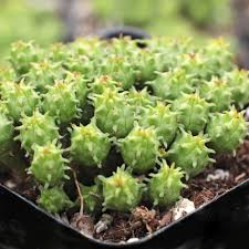 Image result for Euphorbia memoralis