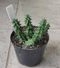 Image result for Huernia verekeri