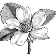 Black And White Clipart Old Design Shop Blog Part 12 Clip Art Vintage Flower Illustration Flower Drawing