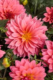 Image result for Dahlia