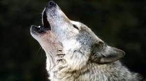 Wolf Sound Effects. - YouTube