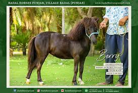 Encuentra tu estilo entre acordonados, chunky, hiker y new comfort, porque tenemos marcas exclusivas, los últimos diseños y mucho más. Falabella Horses Badal Horses Punjab