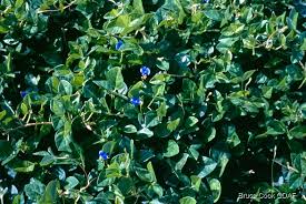 Image result for Vigna hosei