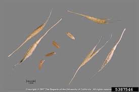 Image result for Polypogon