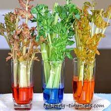 Now since you know the procedure go and buy the flowers and conduct the experiment and amaze your loved ones :d thank you and subscribe to our channel. Celery Experiment How Plants Absorb Water In This Science Activity