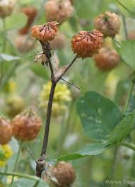 Image result for Trifolium campestre