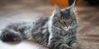 Harga kucing anakan dari ras ini berada pada kisaran rp. Hindari 5 Makanan Rumahan Ini Untuk Kucing Maine Coon Bisa Ganggu Kesehatannya Merdeka Com
