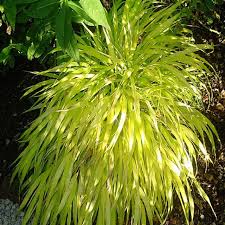 Image result for hakonechloa macra nicolas