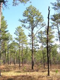 The range of slash pine extends on the coastal plain from central south carolina to central florida and west to louisiana (fig. Pinus Palustris Longleaf Pine Description The Gymnosperm Database