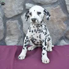 Buy, sell, adopt or place ads for free! Dalmatian Puppies For Sale Ohio Petfinder