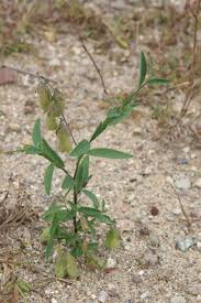 Image result for Crotalaria filicaulis