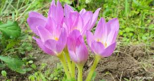 Edenbrothers.com has been visited by 10k+ users in the past month Colchicum Bulbs Care All About Growing Autumn Crocus