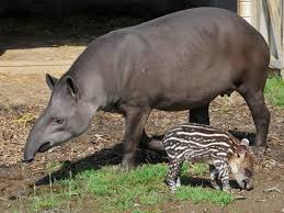 Go, Baby! These Animal Babies Grow Up Without Any Help From Parents