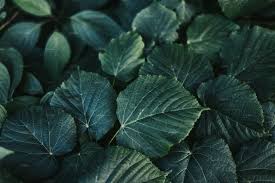 See green leaves white background stock video clips. Dark Green Leaves Featuring Leaves Background And Dark High Quality Abstract Stock Photos Creative Market