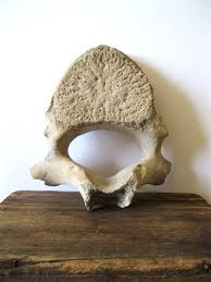 Vacant stand for sale in prime position, whale rock hill estate.privacy, security, and the most. Whale Vertebrae Home Decor Large Whale Back Bone Unique Beach Find Beach Lake Cabin Decor Rustic Natural Decor Wall Art Decor Largest Whale Lake Cabin Decor Nature Decor
