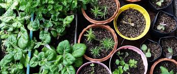 Our narrower, 500mm wide raised beds are perfect for urban gardens. Growing Food At Home In Small Spaces 8 Top Tips Ecohome
