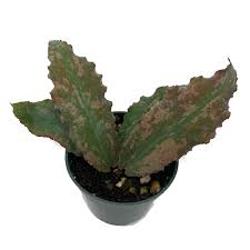 Image result for Polystachya undulata