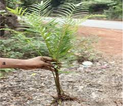 Image result for Cyclosorus interruptus