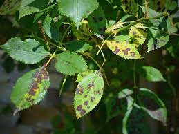 (redirected from black dot (disease)) black dot disease is caused by the plant pathogen known as colletotrichum coccodes (c. Plant Leaf Spots How To Treat Leaf Spot Fungus