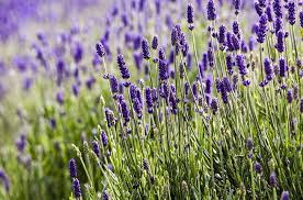 9 Backyard Plants You Can Use To Repel Mosquitoes Mosquito Repelling Plants Mosquito Plants Backyard Plants